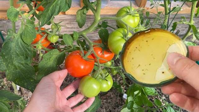 🍅🥒 СРОЧНО ДАЙТЕ ЭТО В КОНЦЕ АВГУСТА ТОМАТАМ И ОГУРЦАМ, И ОНИ СНОВА ОБИЛЬНО ЗАПЛОДОНОСЯТ!