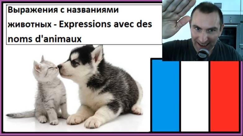 Выражения с названиями животных - Expressions avec des noms d'animaux - Словарный запас