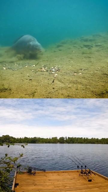 Поклёвка крупного Карпа #carpfishing #carp #shortvideo #рыбалка_с_ру
