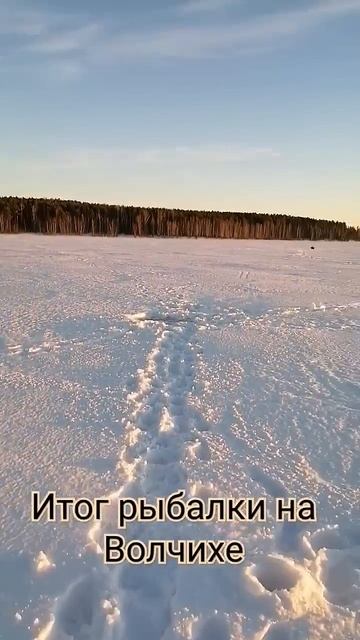 итоги рыбалки на Волчихе. #рыбалка #рыба #отдых #fishing #пр