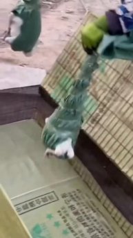 Chaina peacock farming