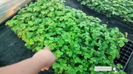 Высаживаем клубнику сорта Априка. Достойный сорт, место быть на огороде.