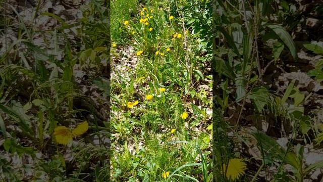 Парк Патриотов в Воронеже весной.