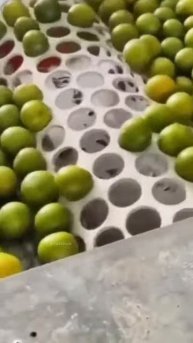 Chaina Watermelon Farming