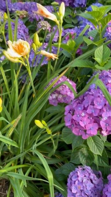 HYDRANGEA FESTIVAL#usa #hydrangea #гортензія #шортс#flower #hortensia #гортенз