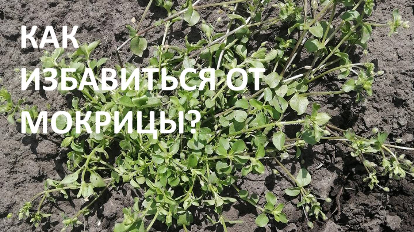 Как избавиться от мокрицы? Обзор деревенского огорода в начале июня 2021(архив)
