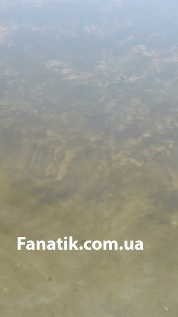 Тест Нової Приманки Фанатик