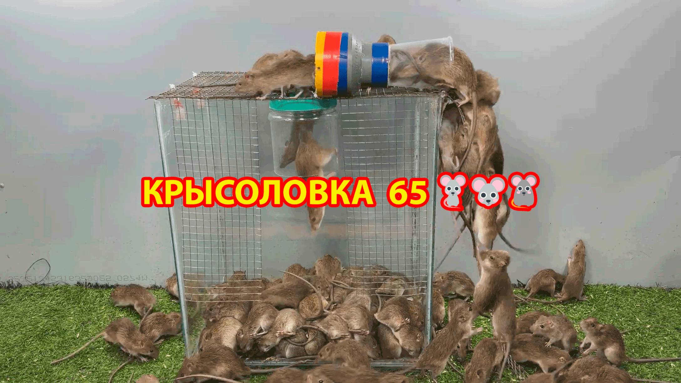 Крысоловка вариант (65) 🐀 Как сделать крысоловку своими руками и поймать кучу крыс 🐀🐁🐀