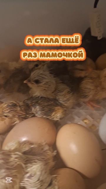 Такого я не ожидала!!!Просто шок!