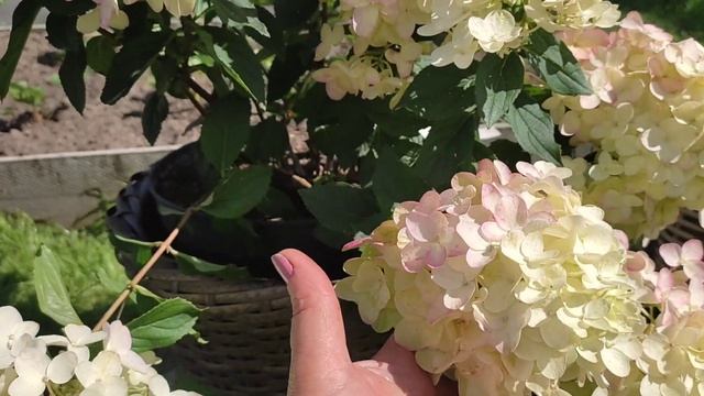 Цветение гортензий Петит Черри, Литл Рози, Вимс Ред