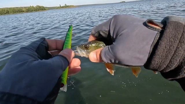 breaden glamour rock fish tx73bm может твичить, но это не его...
