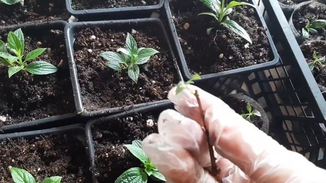 Черенки метельчатой гортензии 25 года,обо всём!16.04.25