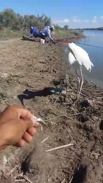 white heron. белый цапля.