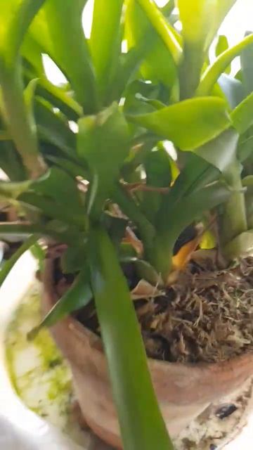 Бромелии и сансивьеры #plant