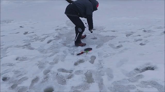 Морковки, моргалки, ну и конечно поставушки...Клёвое ме