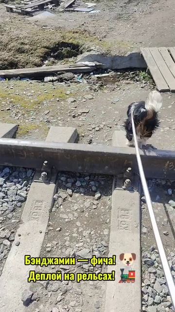 Бэнджамин рвёт дачу: IT-хаос на природе! 🐶💻