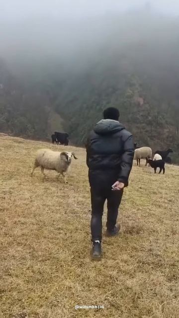 How to deal with sheep