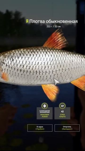 Охрененная плотва. 🤣🤣🤣 #fishing #рыбалка #carpfishing #carp #livest