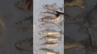 Малое Чебачье #рыбалка #fishing #icefishing