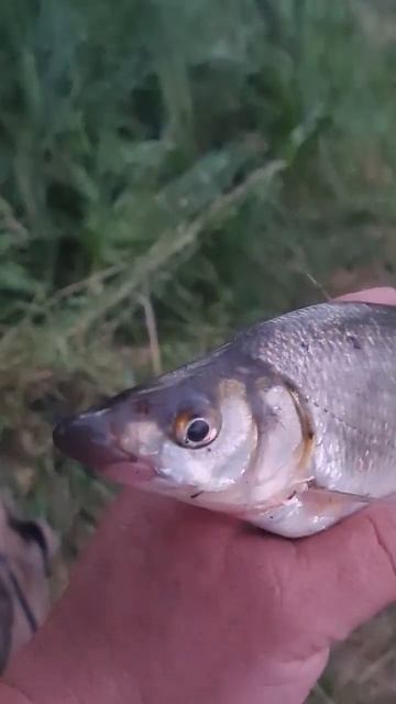 клювало места карпа #fisching #рыбалка