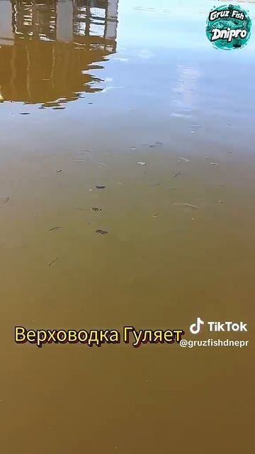 Ловим верховодку для фермы опарышей#карп#сом#карась#с?