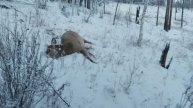 ОХОТА С ПОДХОДА НА ИЗЮБРЯ