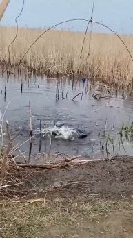 Пол ведра рыбы за подъём... #рыбалка #рыбалканапаук