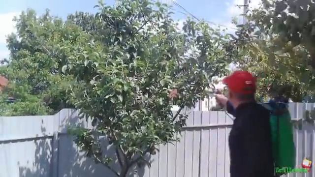 ДЕДОВСКИЙ МЕТОД ОТ ТЛИ И МУРАВЬЁВ!