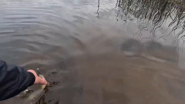 Осень, прогулка со спиннингом по озеру Селигер