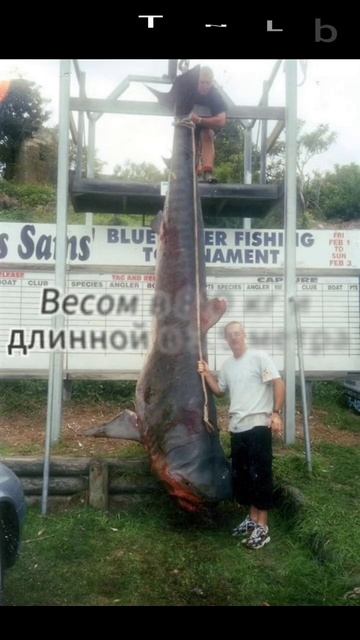 Самые большие пойманные рыбы в мире ч 2. #fish #рыбалка #fish