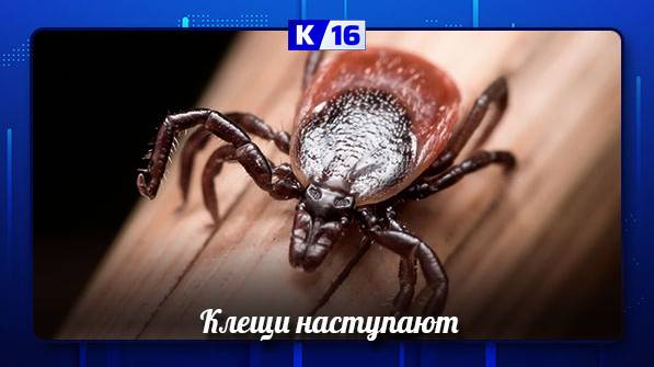 Почти 1500 нижегородцев пострадали от паразитов с начала года