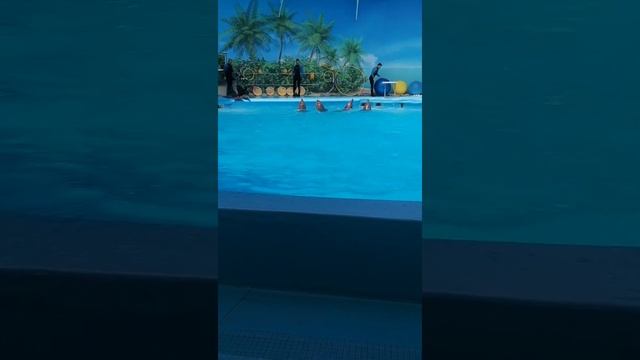 Феодосия дильфинарий если не заблокируют вся програм?