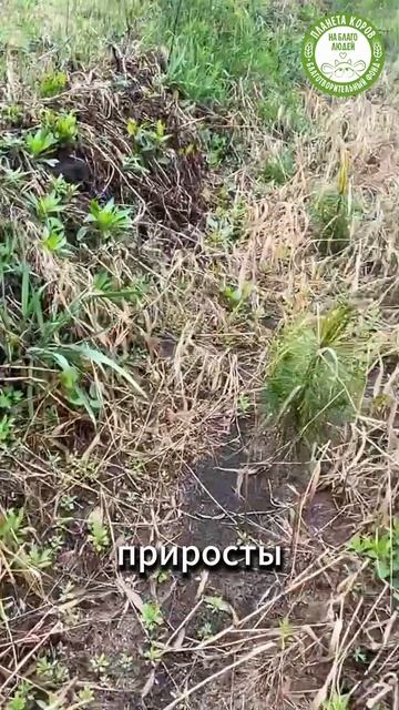 Недавно мы посадили молодые сосенки — и вот на нашем видео отчётливо видно, что прижились