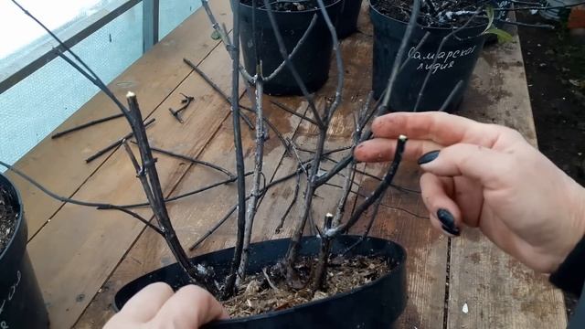 Универсальная #обрезкаметельчатойгортензии#саженцыг