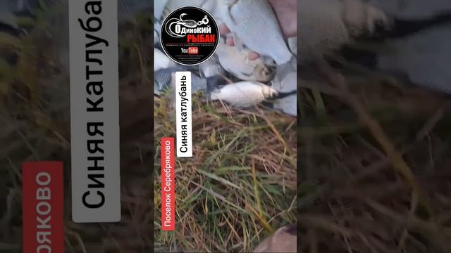 Карась в Серебряково. #зко #рыбалка #fishing #уральск #кара?