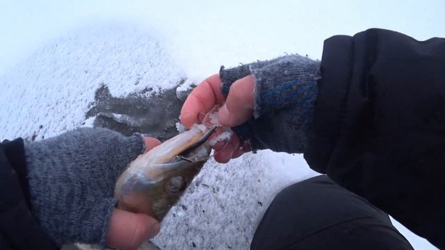 Зимняя рыбалка в затоне реки Оки!