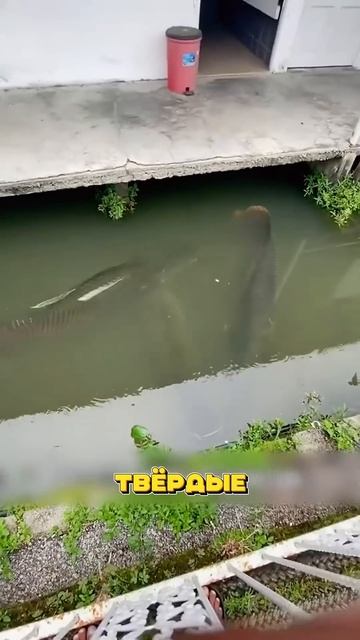 Эту рыбу не стоит кормить руками😨