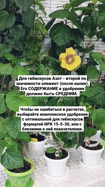 Элементы для гибискусов. #гибискусы #удобрение #удобре