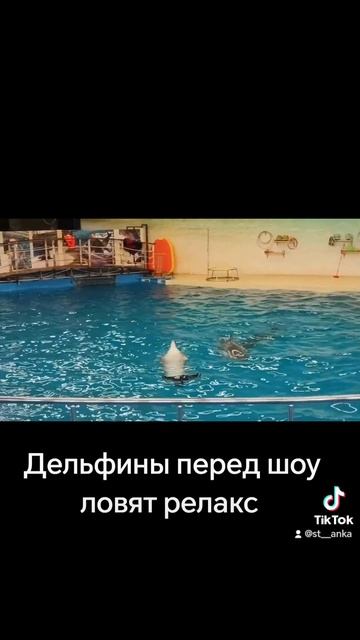 #дельфинарий #нн #нижнийновгород #нижегородскийдельфи