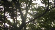 Пейзажи звучат сильнее любого оркестра здесь - Step By Step -- Baners -- Tanquillity and Trepidation