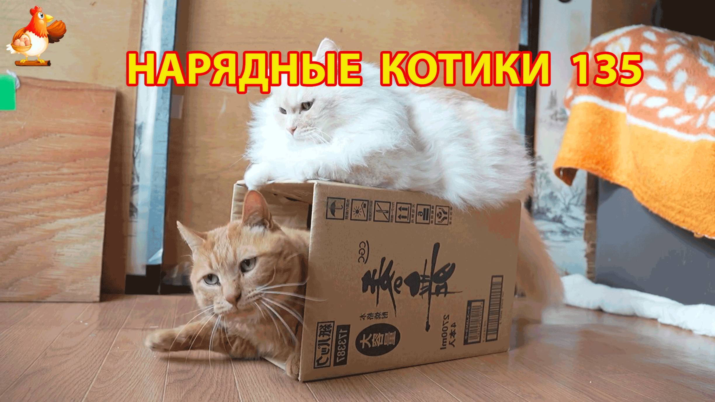 Нарядные Котики расслабляются на солнышке 🌞 🐈🐈🐈 (135)