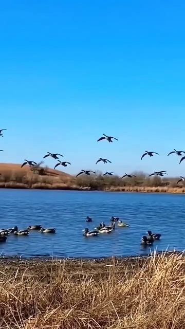 hd Видео снято Лучшее Видео Dey Duck#youtubeshort #birdhunting #fishing #goose