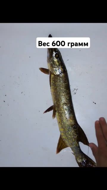 Щука на спиннинг #fishing #fishingvideo #рыбалка #юмор #топ #лайфх