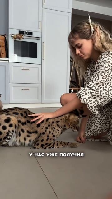 Знаешь, сколько авокадо нужно, чтобы  дать коту стольк?