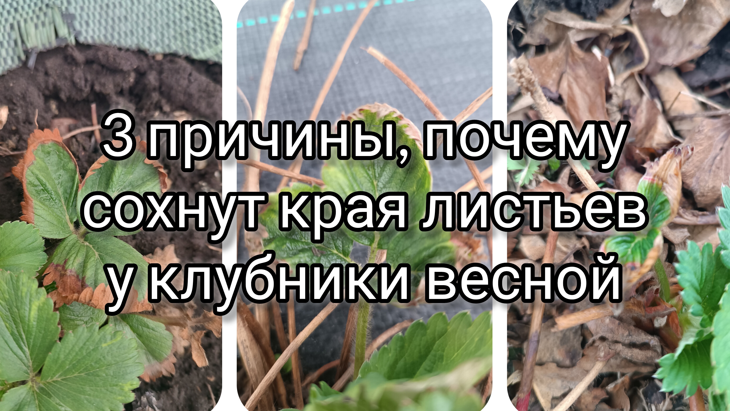 3 причины, почему сохнут листья у клубники весной
