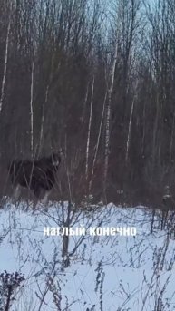 ОХОТА И РЫБАЛКА / СМЕЛЫЙ ЛОСЬ
