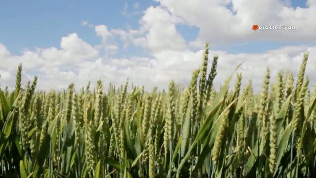 Как Прорастить Пшеницу в Домашних Условиях 🌱