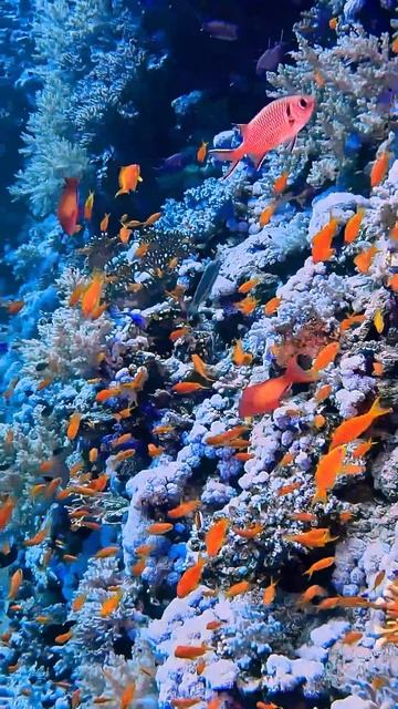 Кораллы Красного моря  #fishing #scubadiving #fish #scubadivingislife #ocean #di