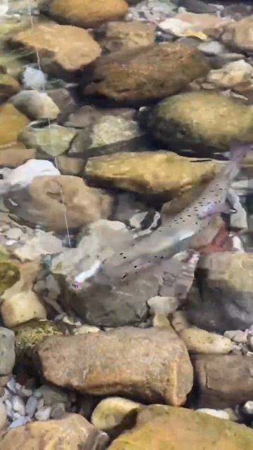 #рыбалкасгидом #fishing #спиннинг #абхазия #форель