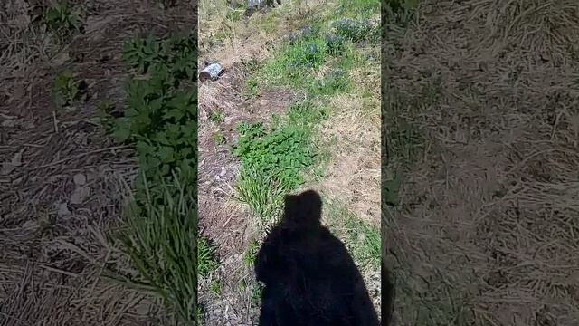 уральская медуница